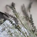 Blomsterstilk fra Ib Laursen - grålige / lilla