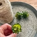 Kunstig sukkulent (lys) - mini 6 cm.