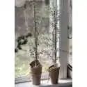 Cedertræ i potte