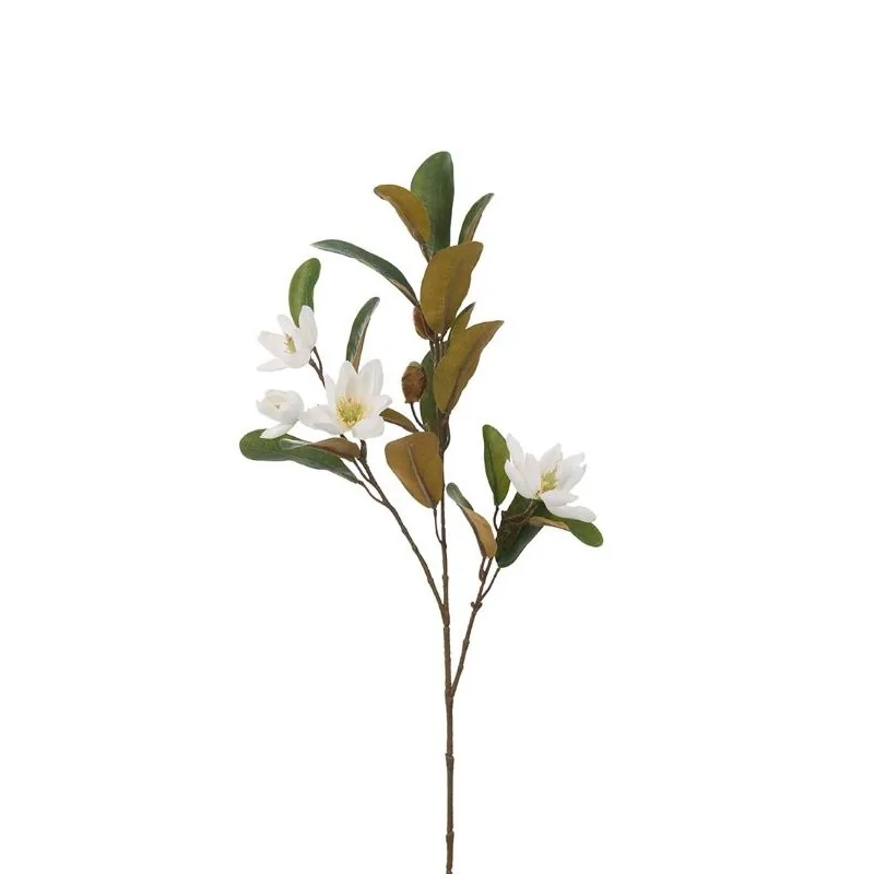 Magnolia gren med hvide blomster