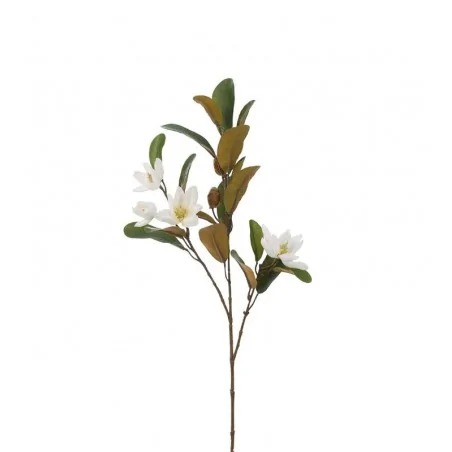 Magnolia gren med hvide blomster