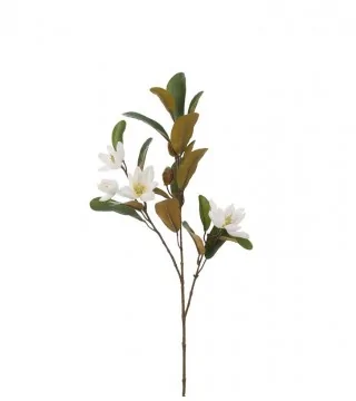 Magnolia gren med hvide blomster
