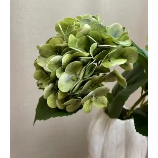 Grøn Hortensia Silkeblomst