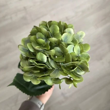 hortensia med grønne blomster