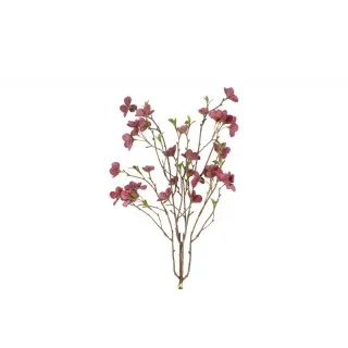 Helleborus bundt m/ 2 stk....
