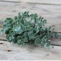Kunstig eucalyptus plante - H37 cm